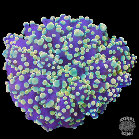 Frogspawn