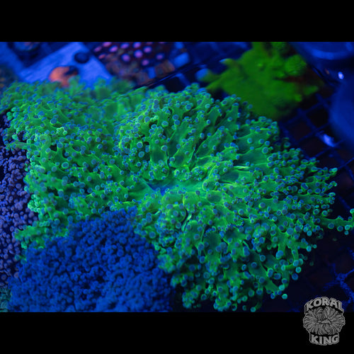 Blue Tip Green Branching Frogspawn Colony