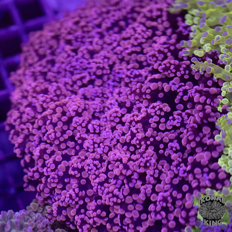 Pink Frogspawn Colony