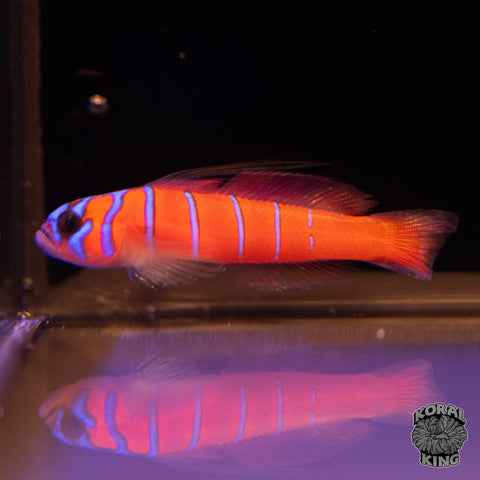Catalina Goby