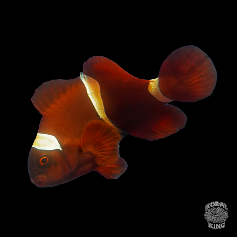 Gold Stripe Maroon Clownfish - Koral King