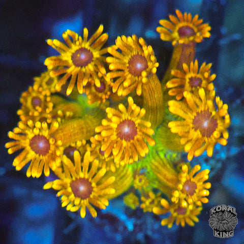 Yellow Goniopora Frag