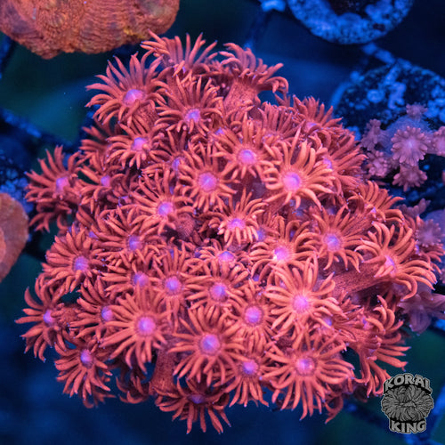 Crab Goniopora Colony
