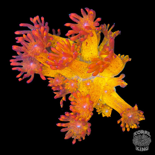 Glitter Goniopora Frag