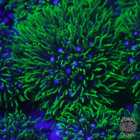 Green Star Polyp