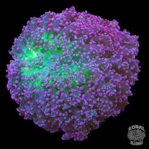 Neon Hologram Frogspawn Colony