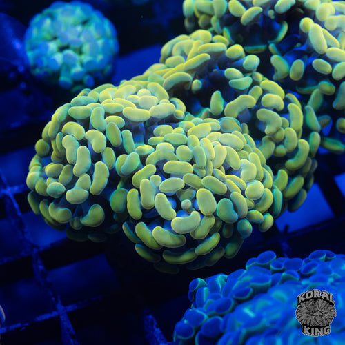 Orange Base Green Hammer