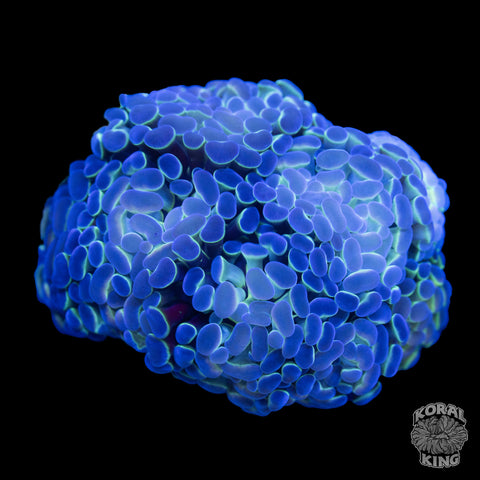 Bi-Color Hammer Frag