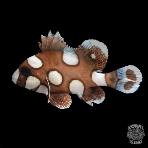 Spotted Sweetlips