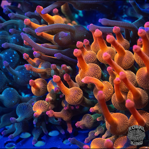KK Harvey Dent Bubble Tip Anemone (50/50 Split)