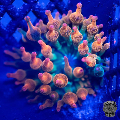 KK Harvey Dent Bubble Tip Anemone (50/50 Split)