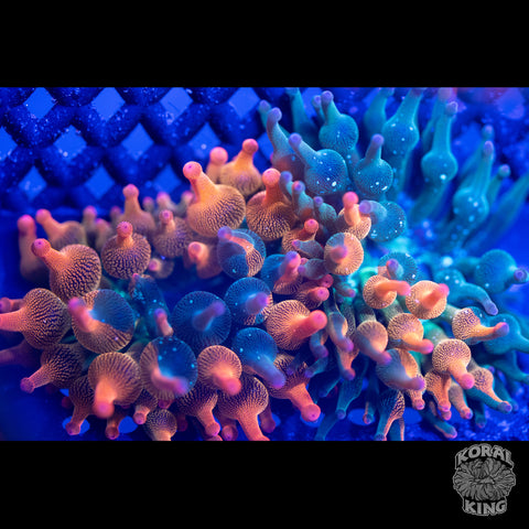 KK Harvey Dent Bubble Tip Anemone (50/50 Split)