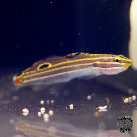 Hector's Goby
