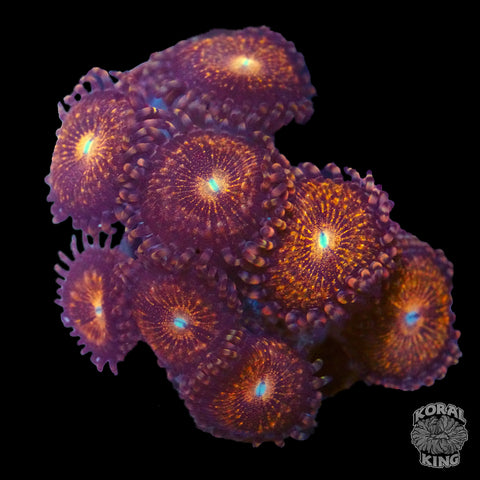 Pandora Zoa