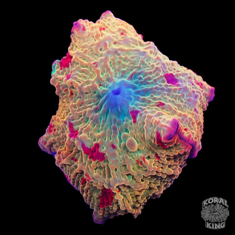 Jawbreaker Mushroom