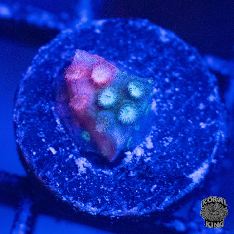 JF Fender Bender Stylocoeniella