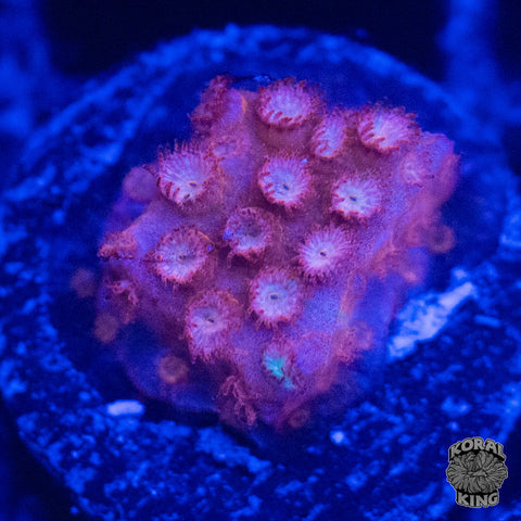 JF Fender Bender Stylocoeniella