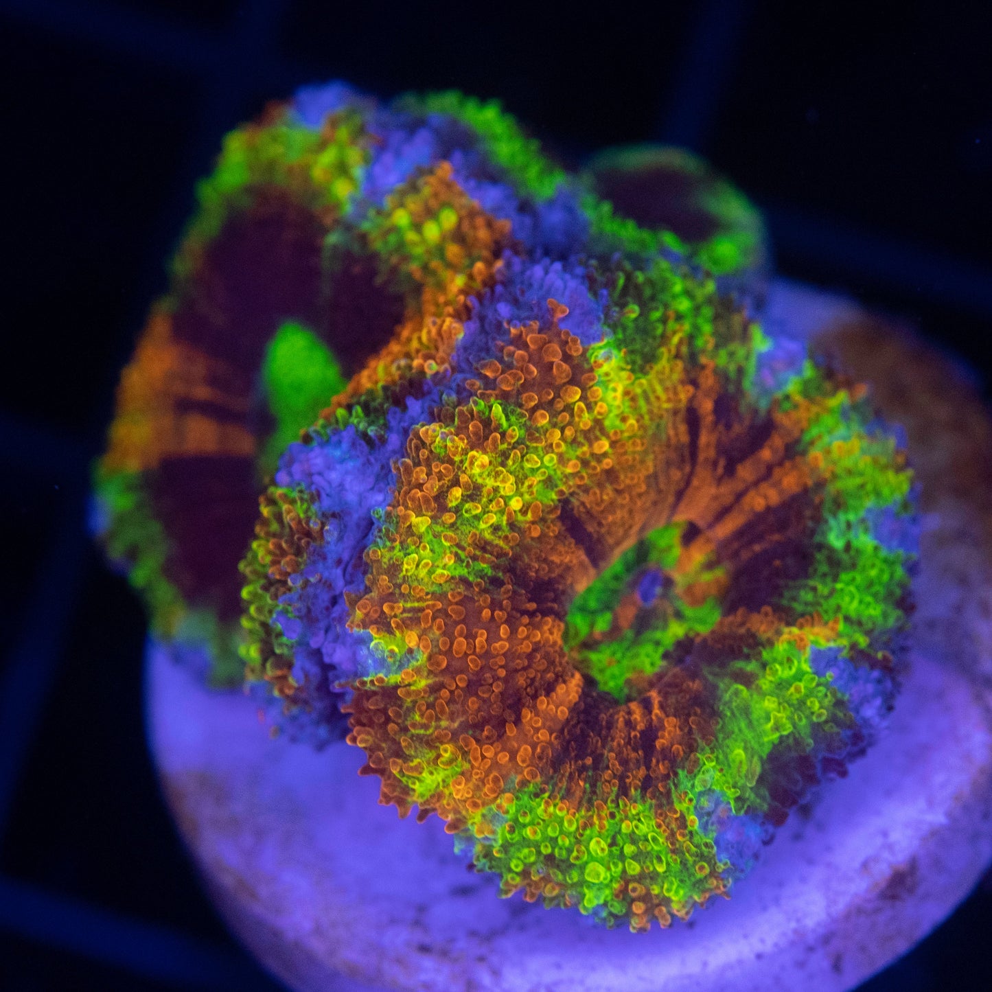 KDR Master Acan Colony- Koral King