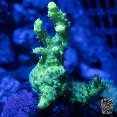 Kenya Tree Coral