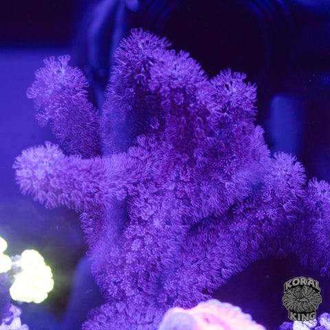 Kenya Tree Coral