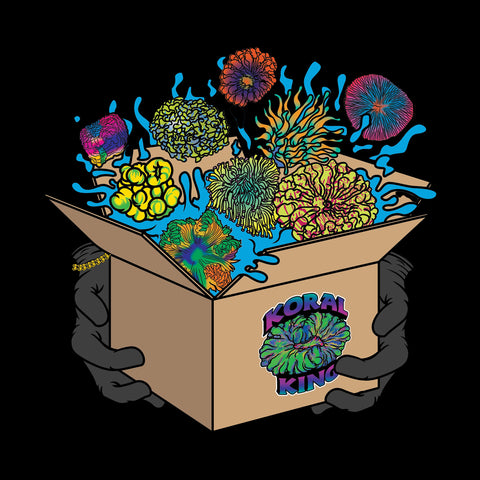 Kings Mystery Coral Box - Koral King