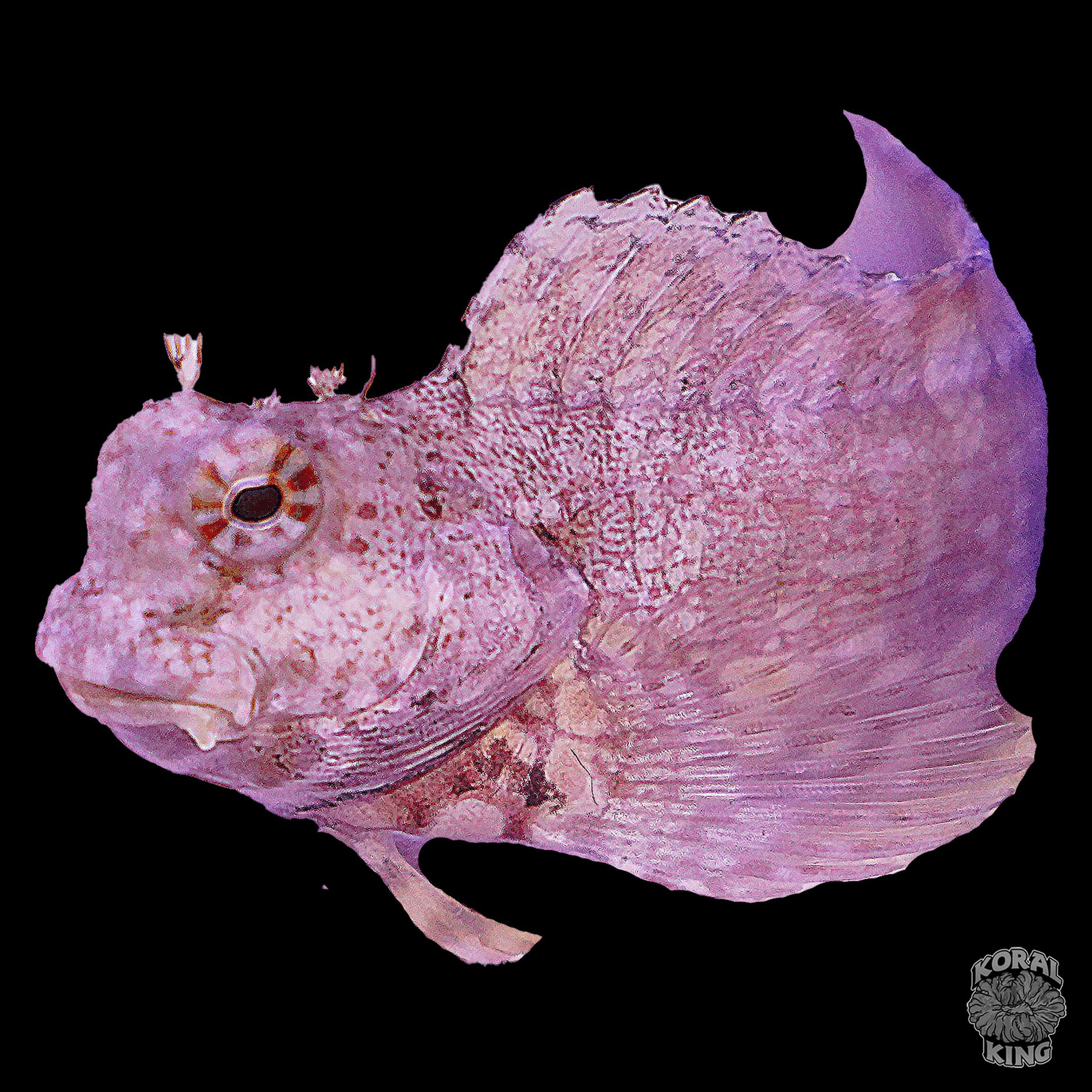 Lawnmower Blenny - Koral King