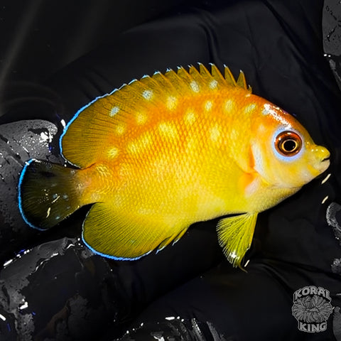 Leopyge Angelfish – Bali Aquarich