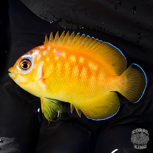 Leopyge Angelfish – Bali Aquarich