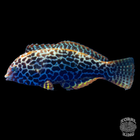 Leopard Wrasse