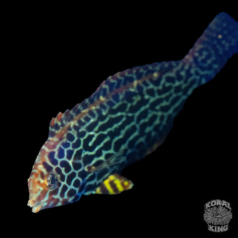 Leopard Wrasse