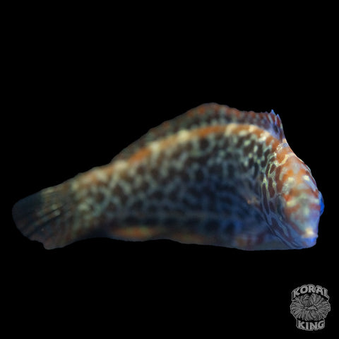 Leopard Wrasse