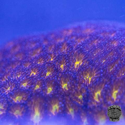 WWC Red Leptastrea
