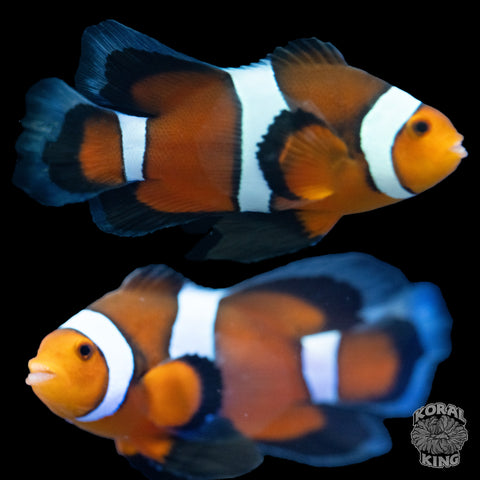 Long Fin Percula Clownfish
