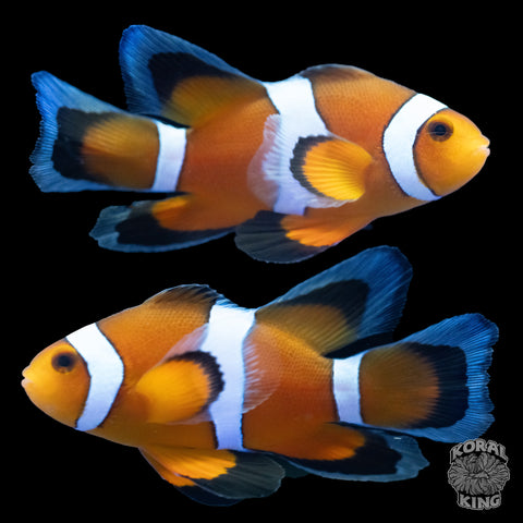 Long Fin Ocellaris Clownfish