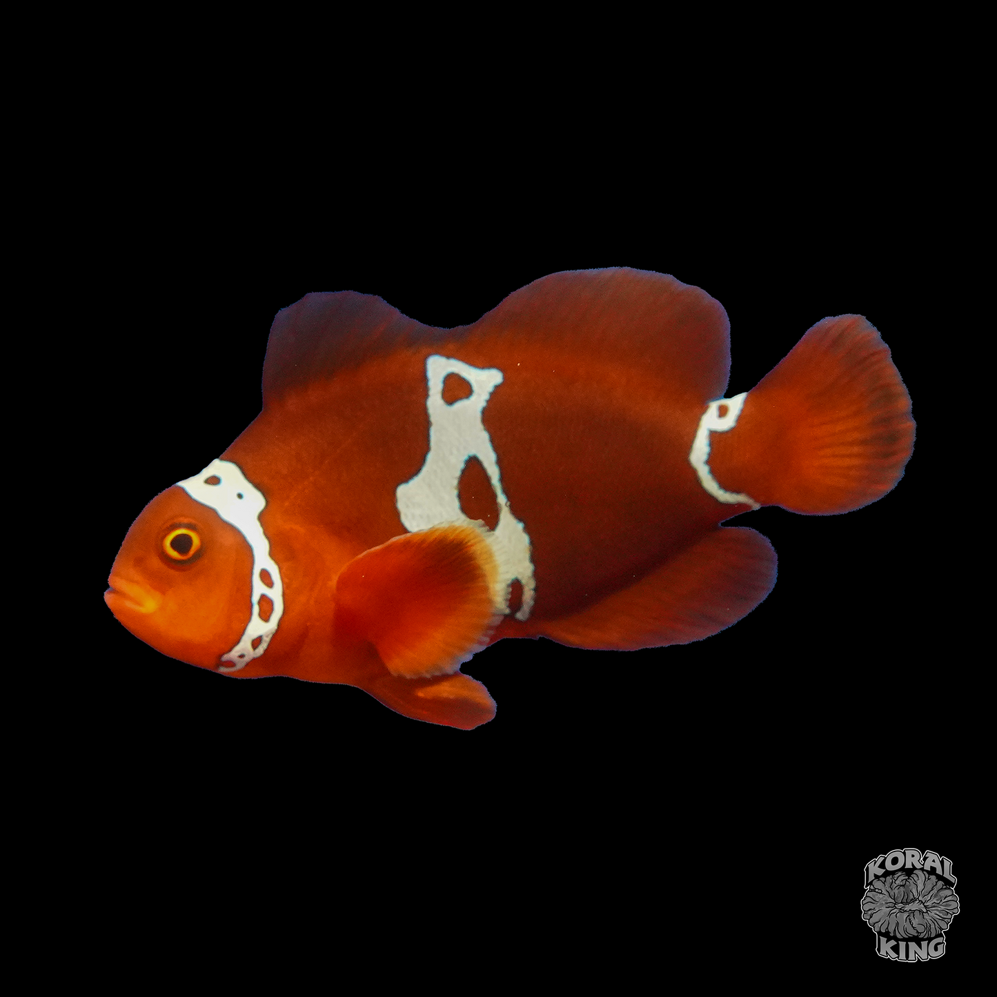 Lightning Maroon Clownfish - Koral King