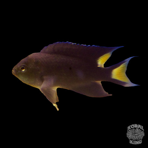 Lyretail Damselfish