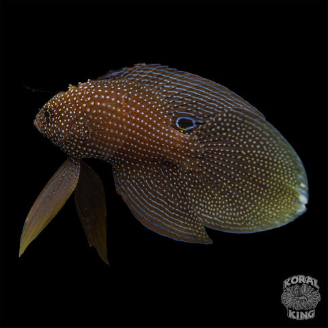 Marine Betta