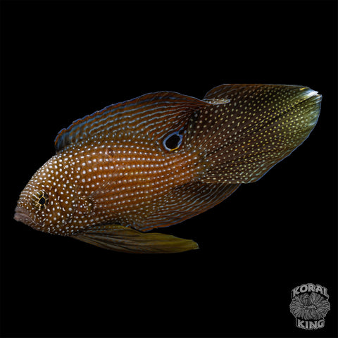 Marine Betta
