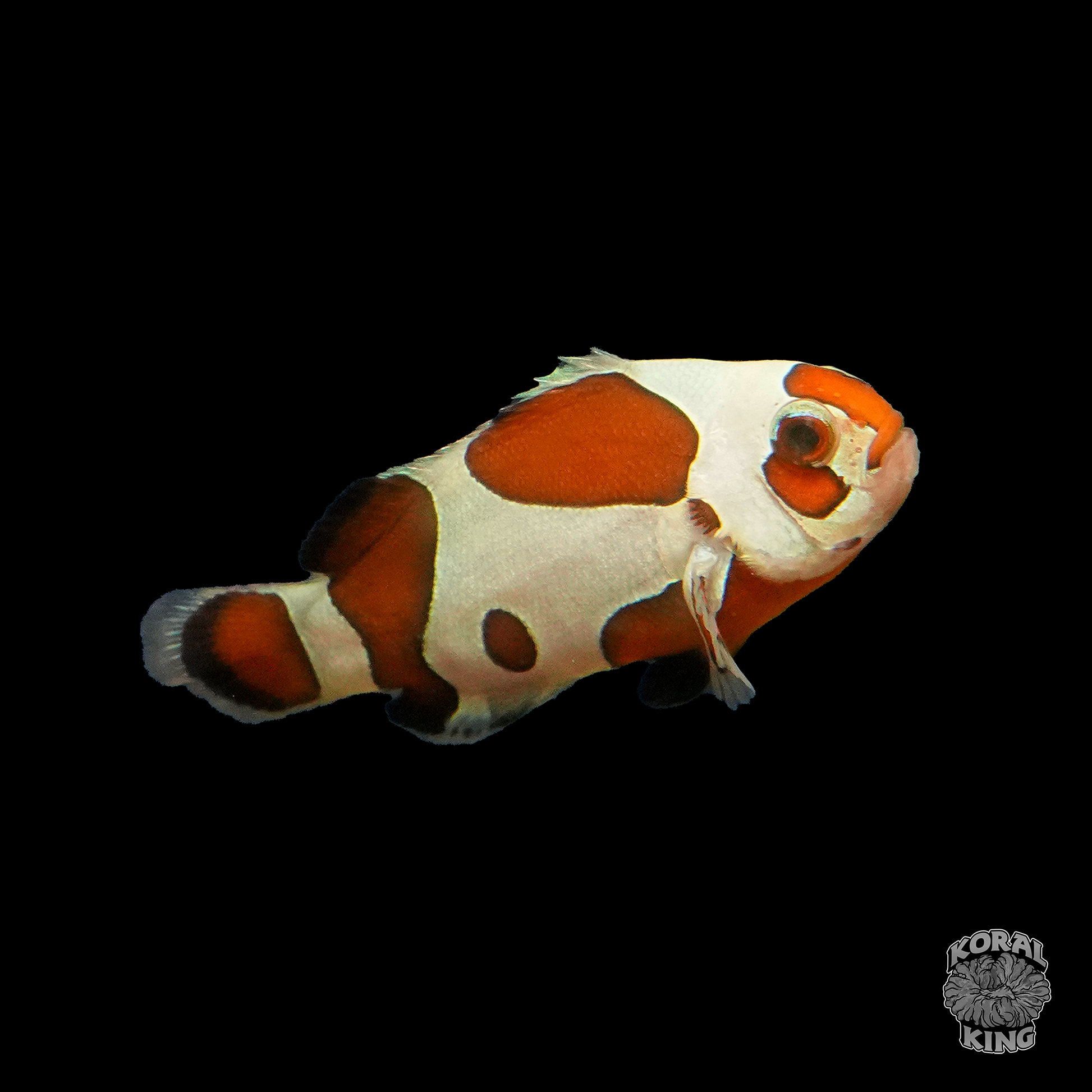Mocha Semi Storm Clownfish - Koral King
