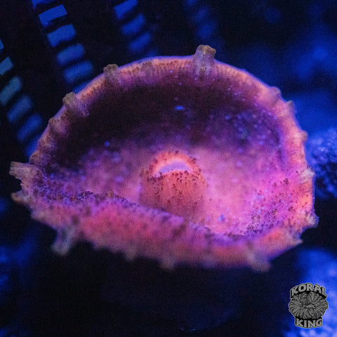Neglectus Mushroom