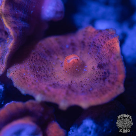 Neglectus Mushroom