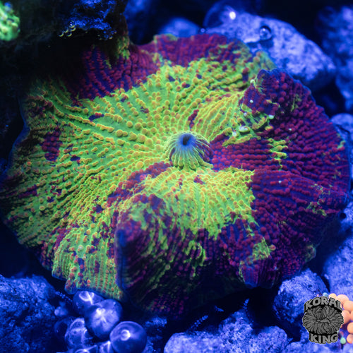 Jawbreaker Mushroom