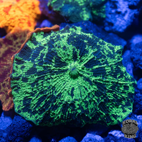 Kryptonite Mushroom