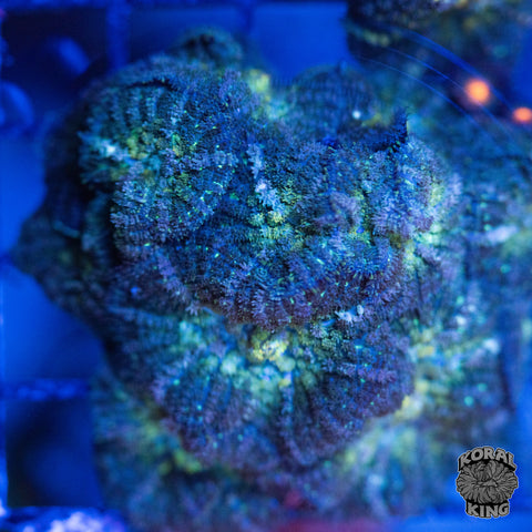 Rhodactis Rock Colony WYSIWYG