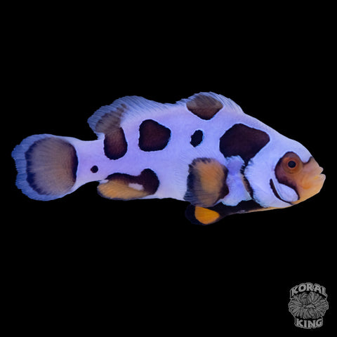 Premium Nebula Clownfish WYSIWYG