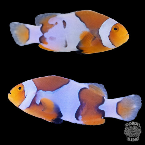 Premium Nebula Clownfish WYSIWYG