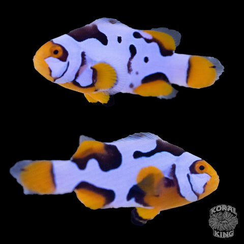 Premium Nebula Clownfish WYSIWYG