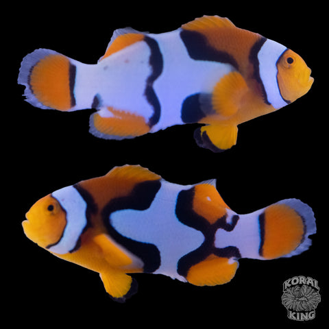 Premium Nebula Clownfish WYSIWYG