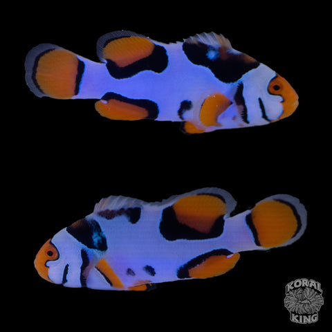 Premium Nebula Clownfish WYSIWYG