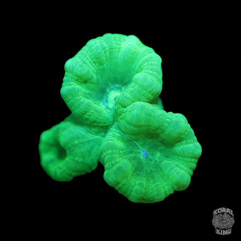 Neon Green Trumpet - Koral King